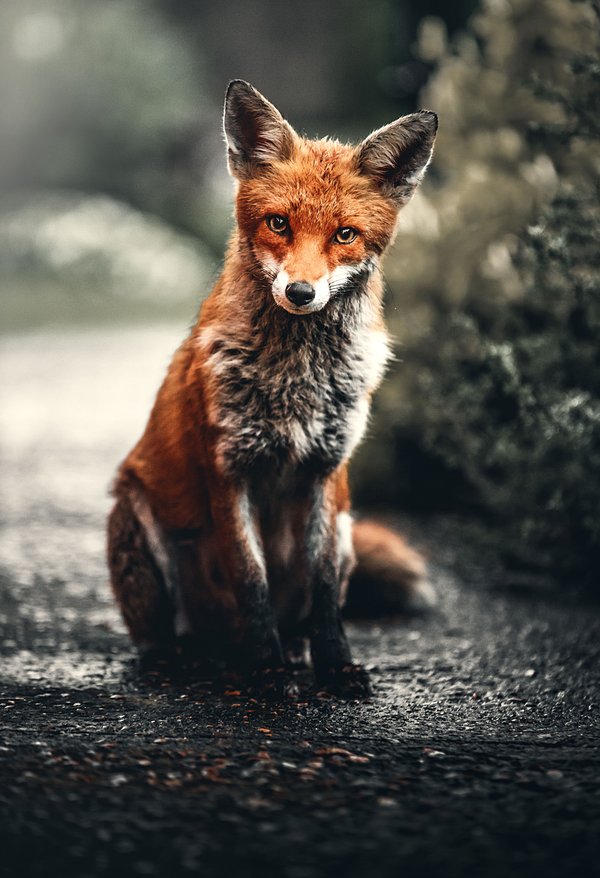 Young Red Fox Portrait — animals wallpaper, 5K+