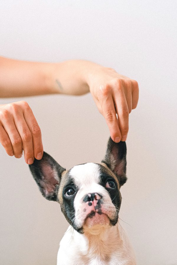 Playful French Bulldog Puppy — animals wallpaper, 4K