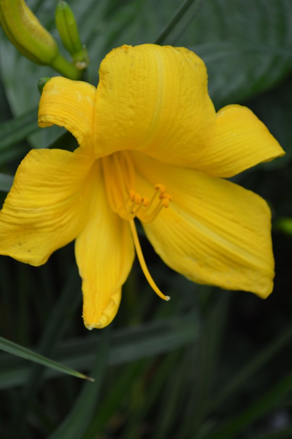 Bright Yellow Daylily Bloom — nature wallpaper, 5K+