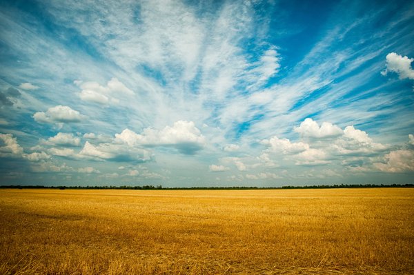 Golden Field Under Blue Sky — nature wallpaper, 4K