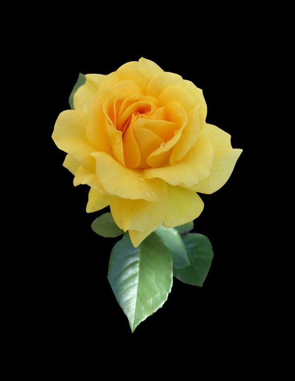 Yellow Rose On Black — nature wallpaper, 4K