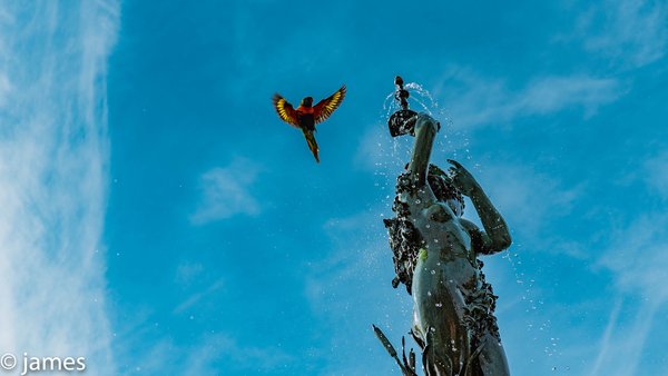 Parrot Flying Over Fountain — animals wallpaper, 4K