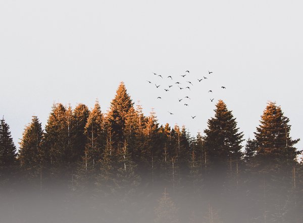 Misty Forest With Flying Birds — animals wallpaper, 3K