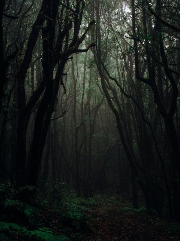 Misty Dark Forest Path — nature wallpaper, 4K