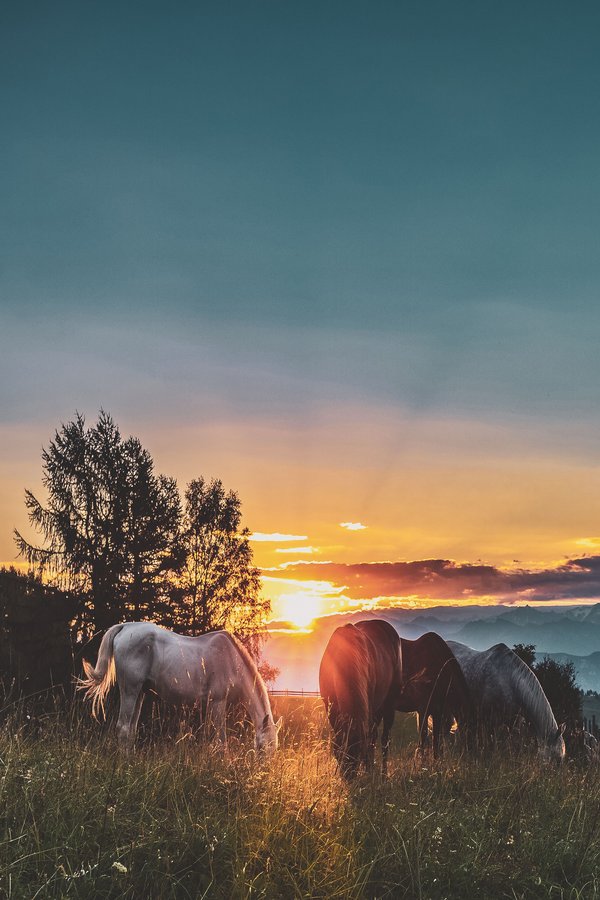 Horses Grazing At Sunset — animals wallpaper, 3K
