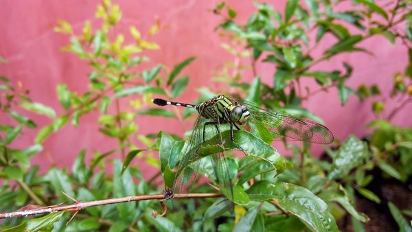 Green Dragonfly On Leaf — animals wallpaper, 4K